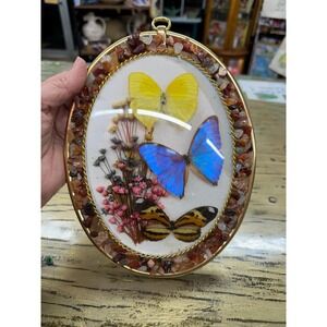 Vintage Taxidermy Real Butterfly Display in Convex Glass Frame
